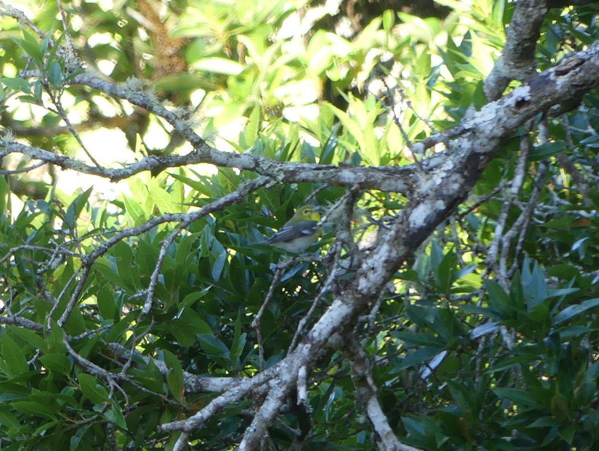 zelenáček žlutoprsý - ML652777709