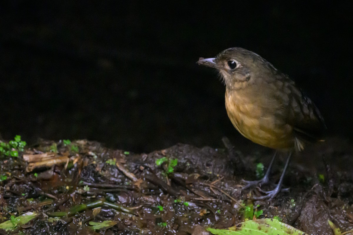 Düz Sırtlı Yerçavuşu - ML652777784