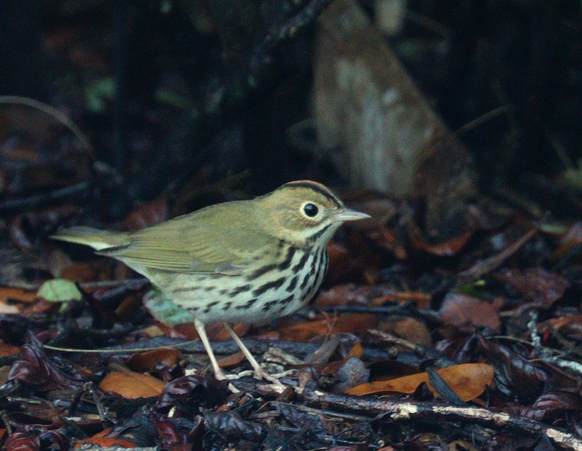 Смугастоволець оливковий - ML652777785