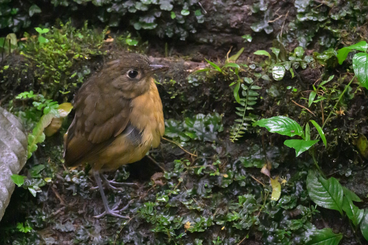 Düz Sırtlı Yerçavuşu - ML652777786