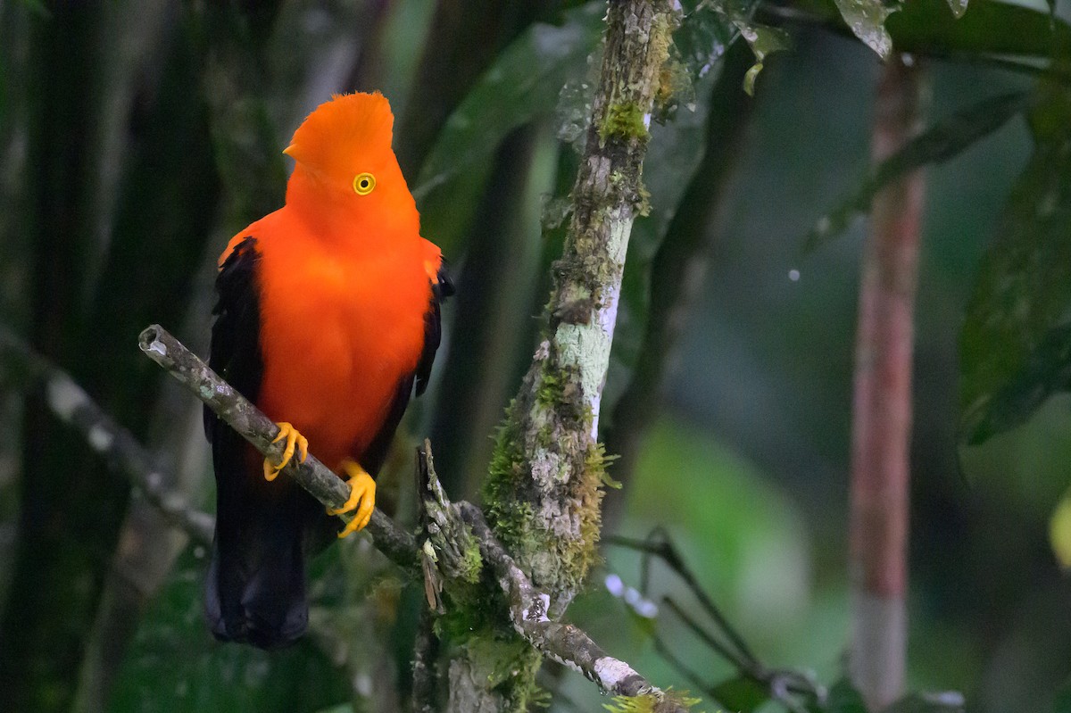 And Horoz Kotingası - ML652777804