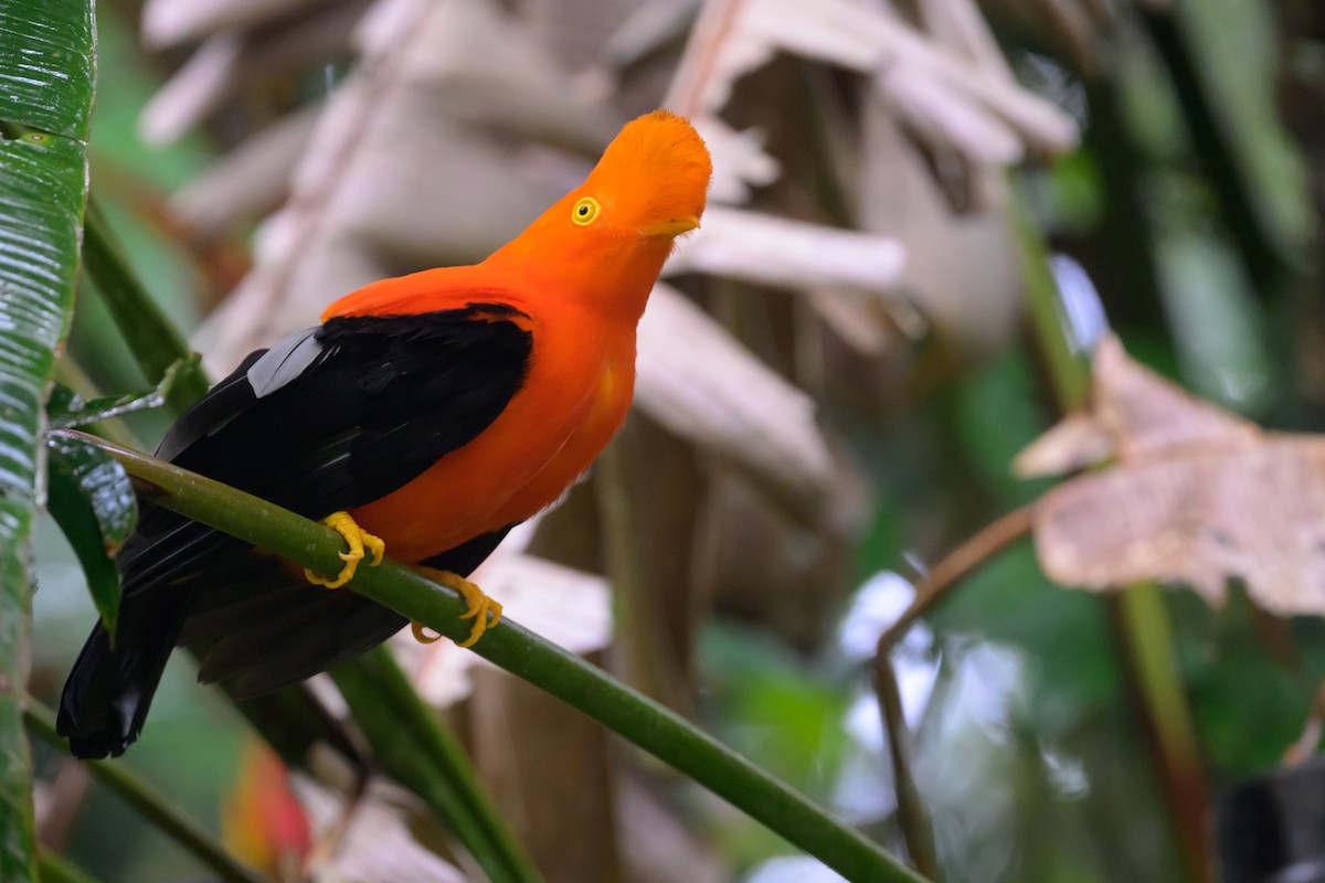 And Horoz Kotingası - ML652777805