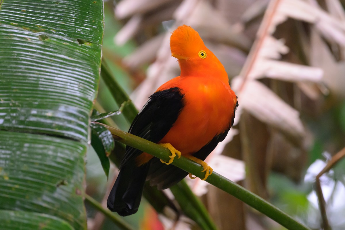 And Horoz Kotingası - ML652777806