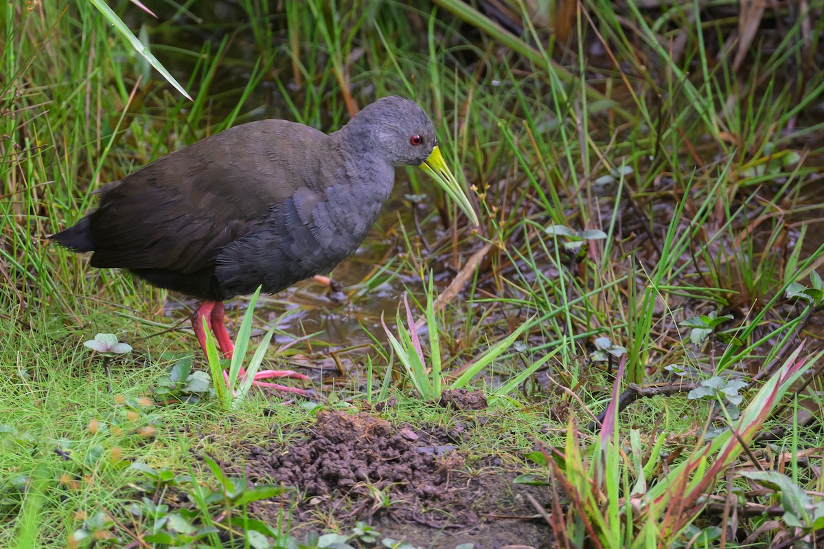 Karaca Sukılavuzu - ML652777888