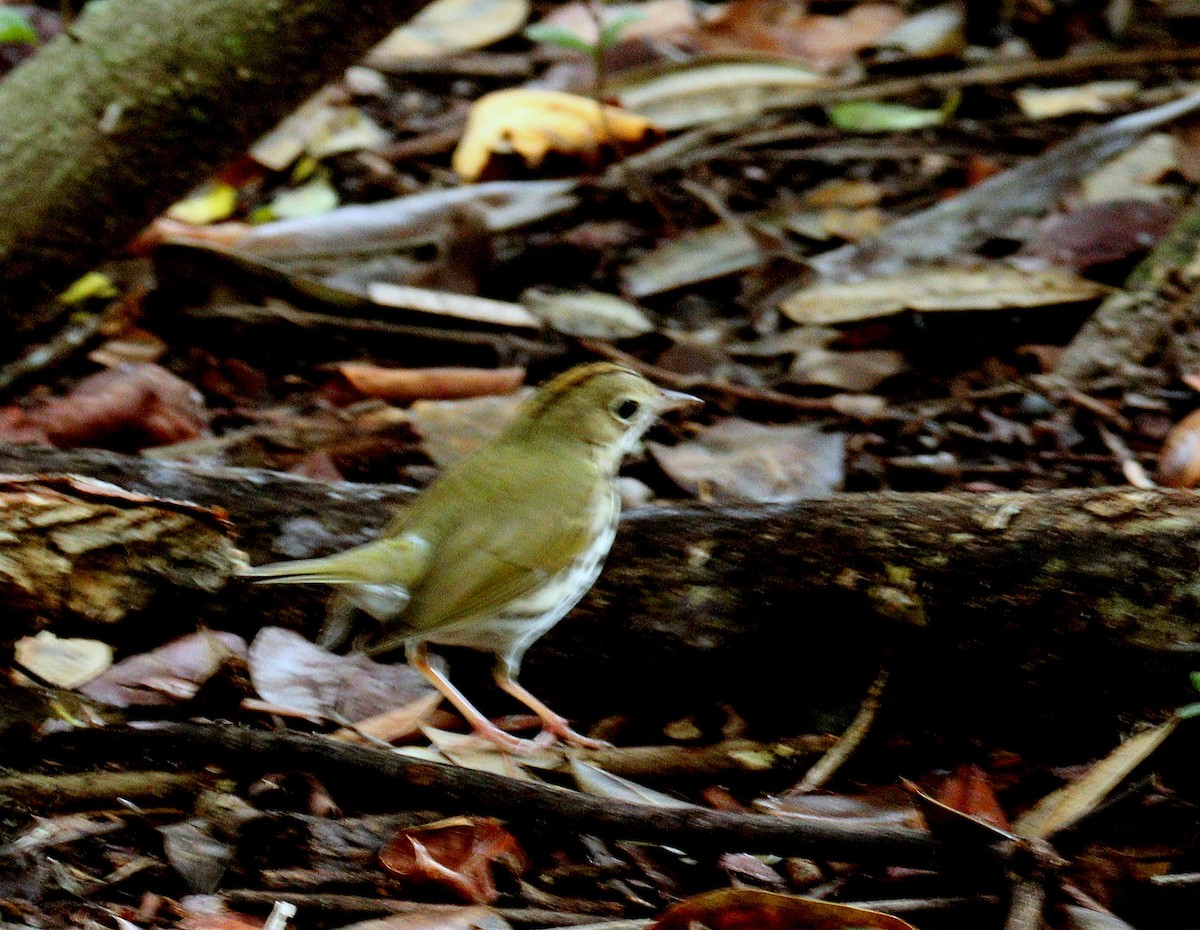 Смугастоволець оливковий - ML652777938