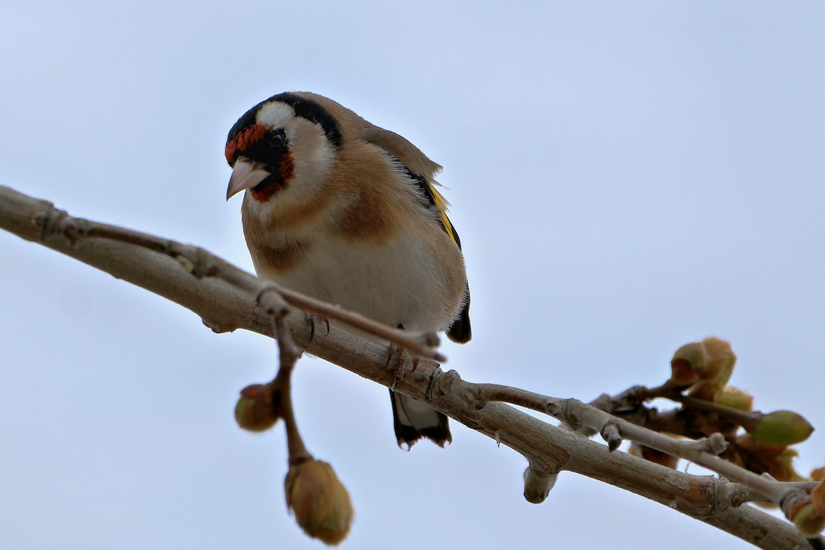 stehlík obecný - ML652778302