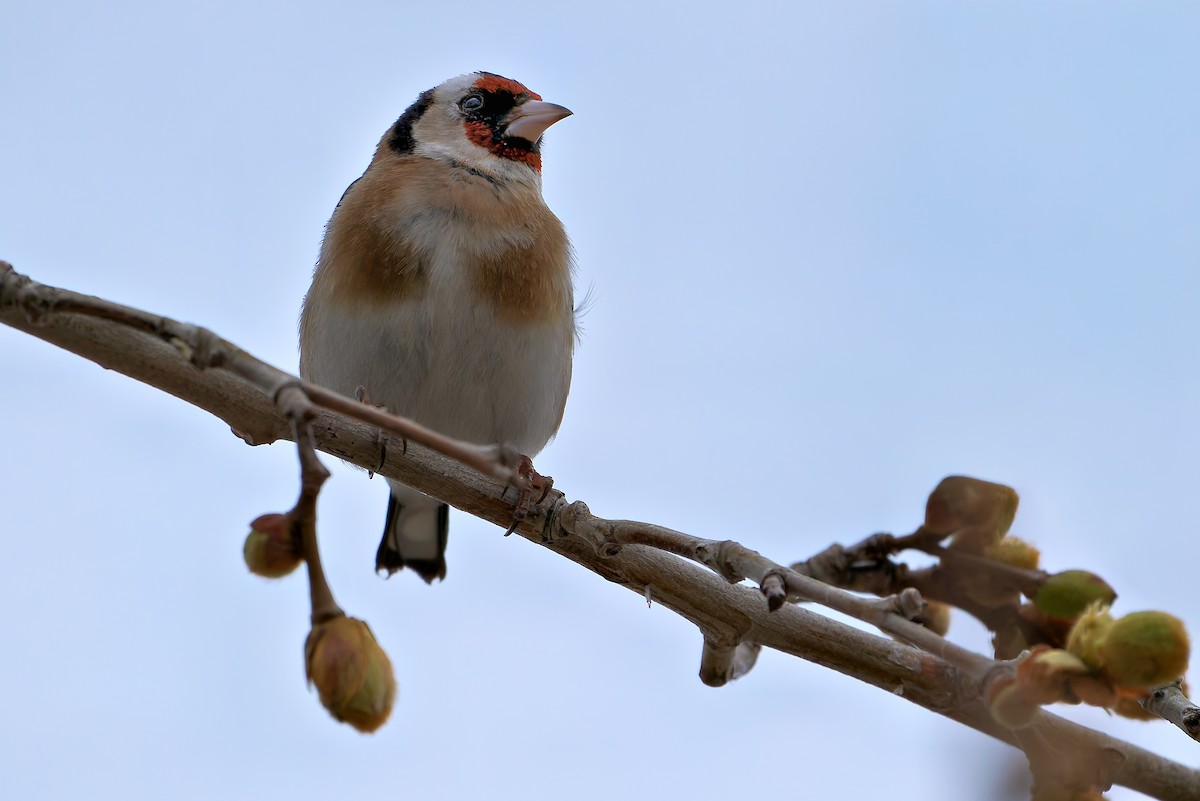 stehlík obecný - ML652778303