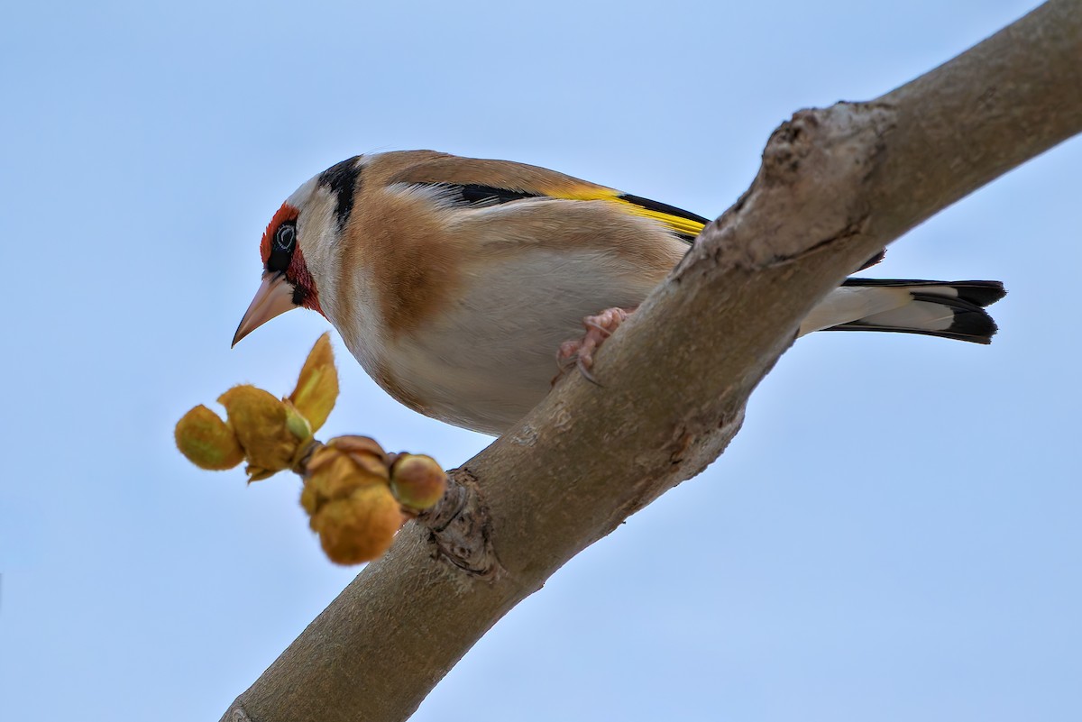 stehlík obecný - ML652778304