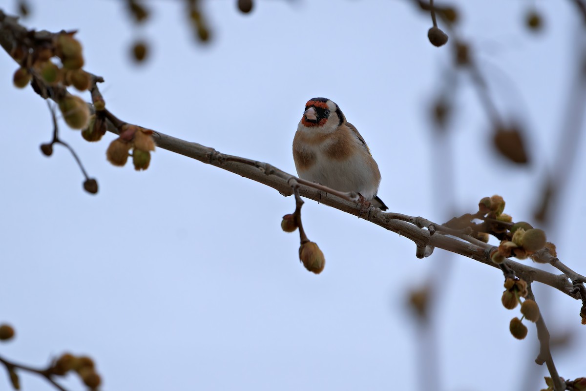 stehlík obecný - ML652778305
