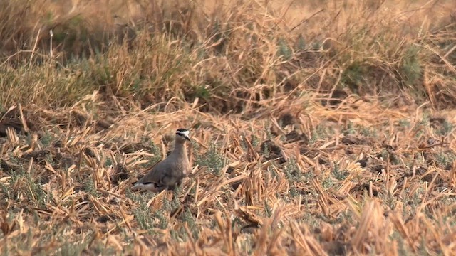 Хээрийн хавтгаалж - ML652778491