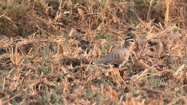 Хээрийн хавтгаалж - ML652778500