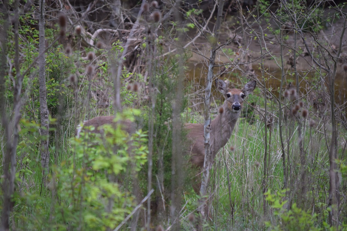 White-tailed Deer - ML652778625