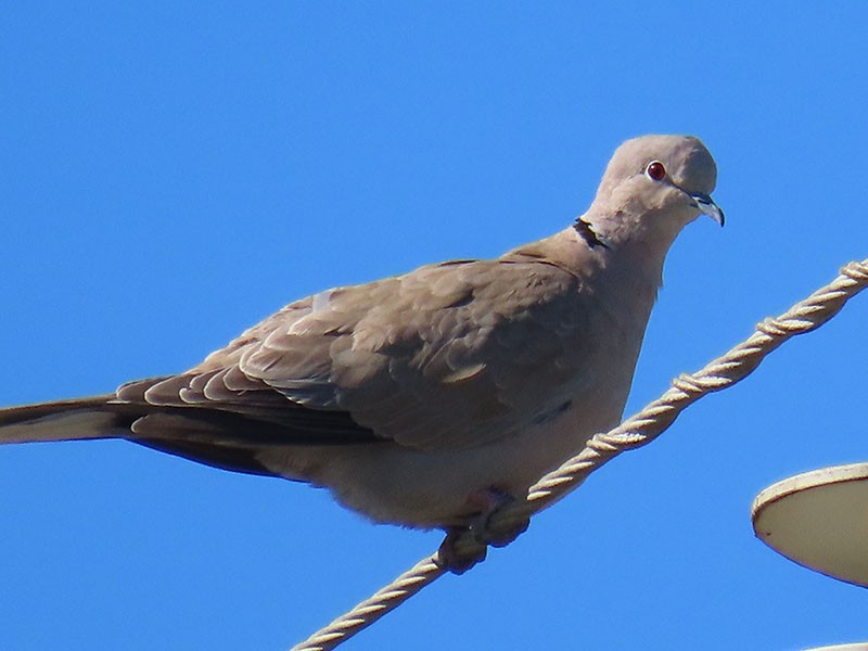Eurasian Collared-Dove - ML652778798