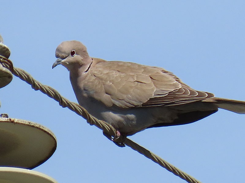Eurasian Collared-Dove - ML652778799