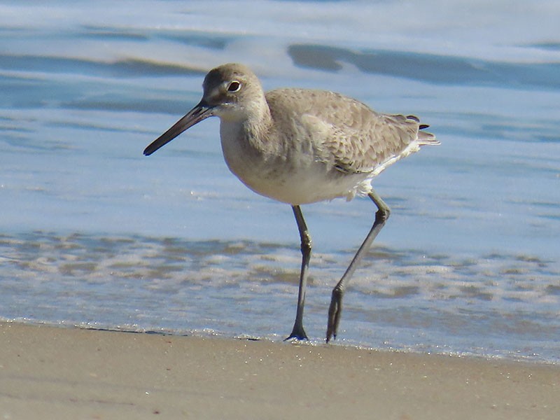 Willet - ML652778845