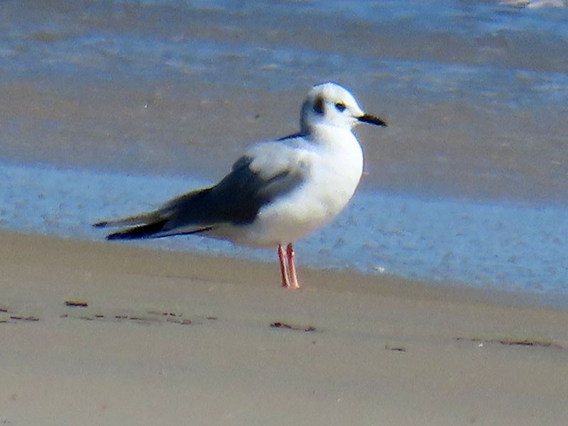 Bonaparte's Gull - ML652778884
