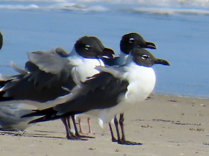 Laughing Gull - ML652778909