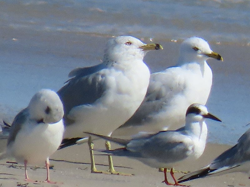 Ring-billed Gull - ML652778958