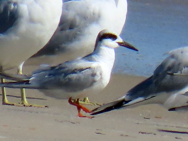 Forster's Tern - ML652779001