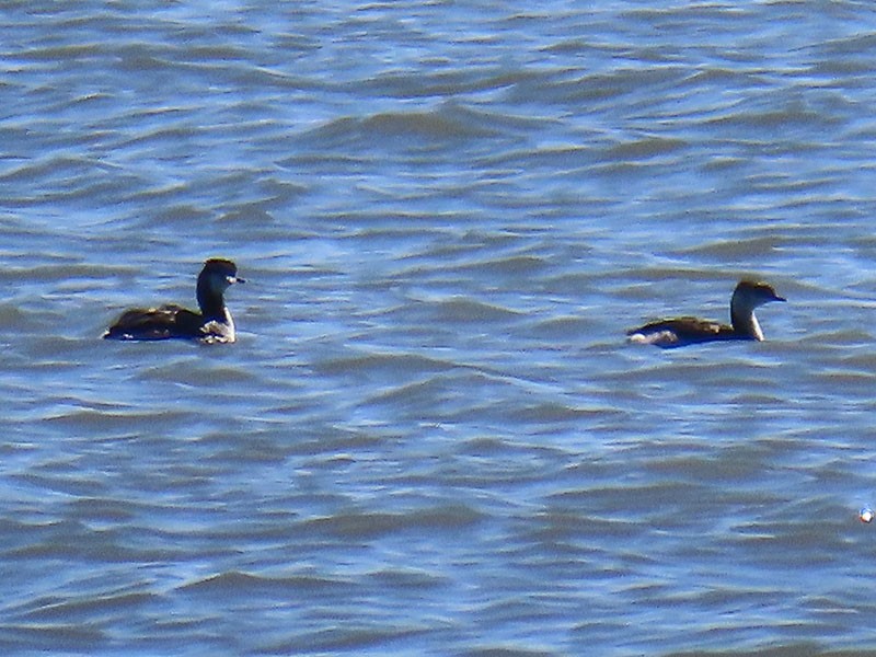 Horned Grebe - ML652779025