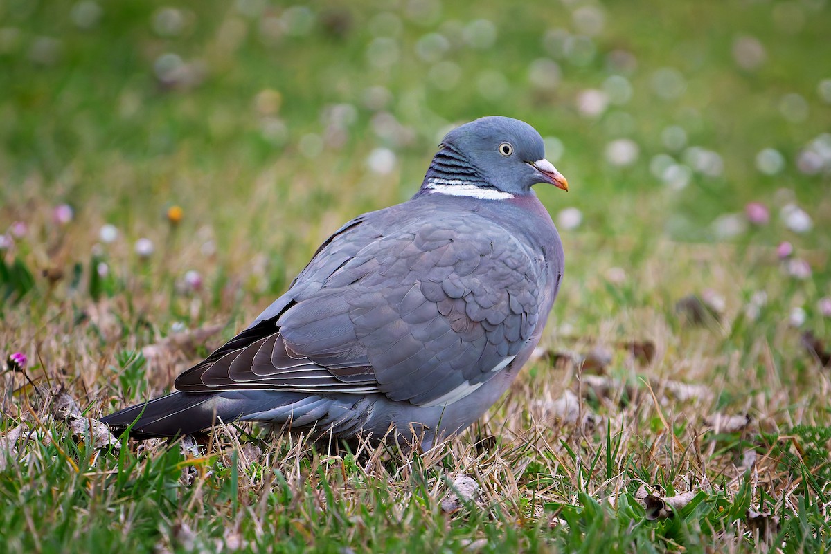 holub hřivnáč - ML652779064