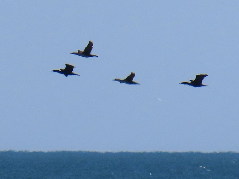 Double-crested Cormorant - ML652779066