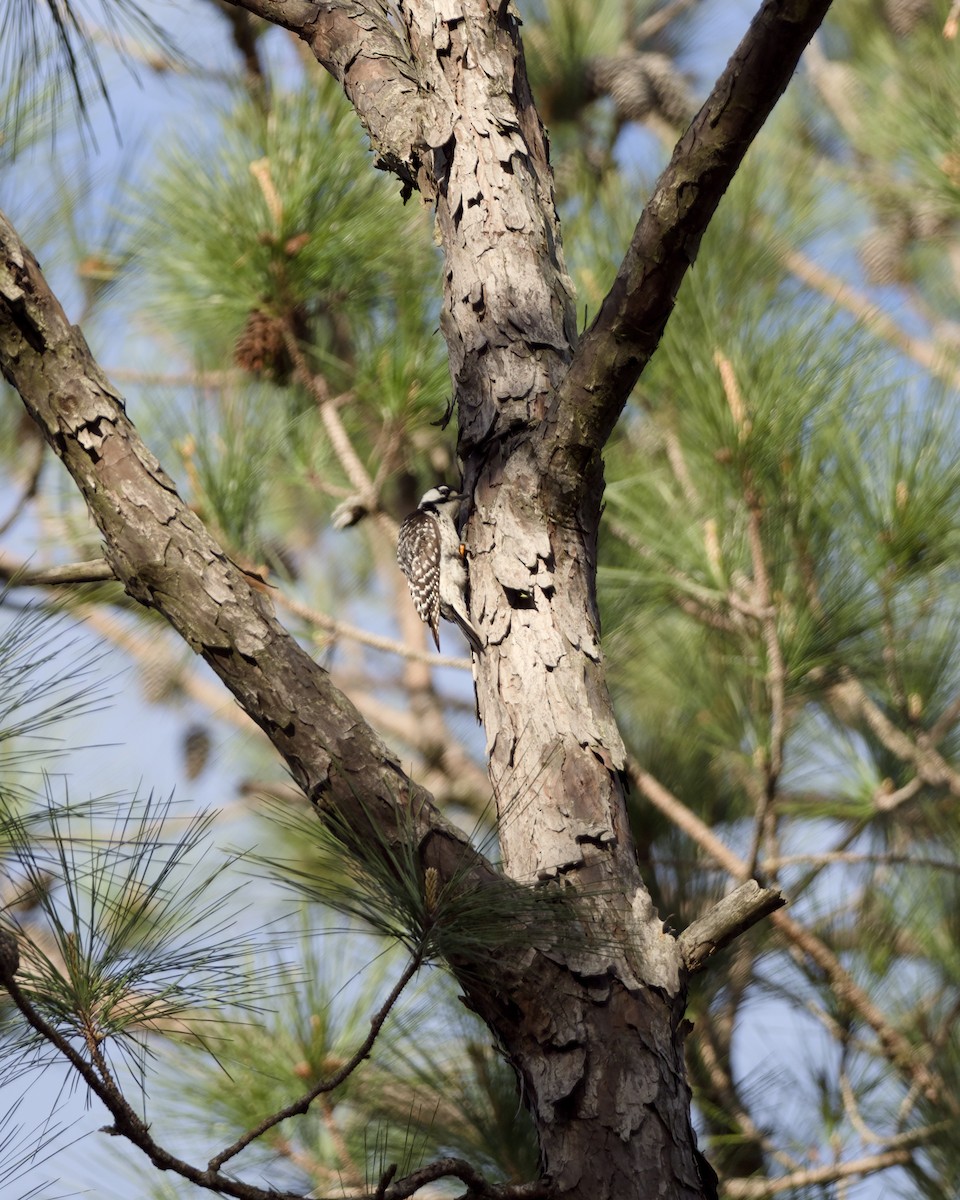 Дятел флоридський - ML652779142