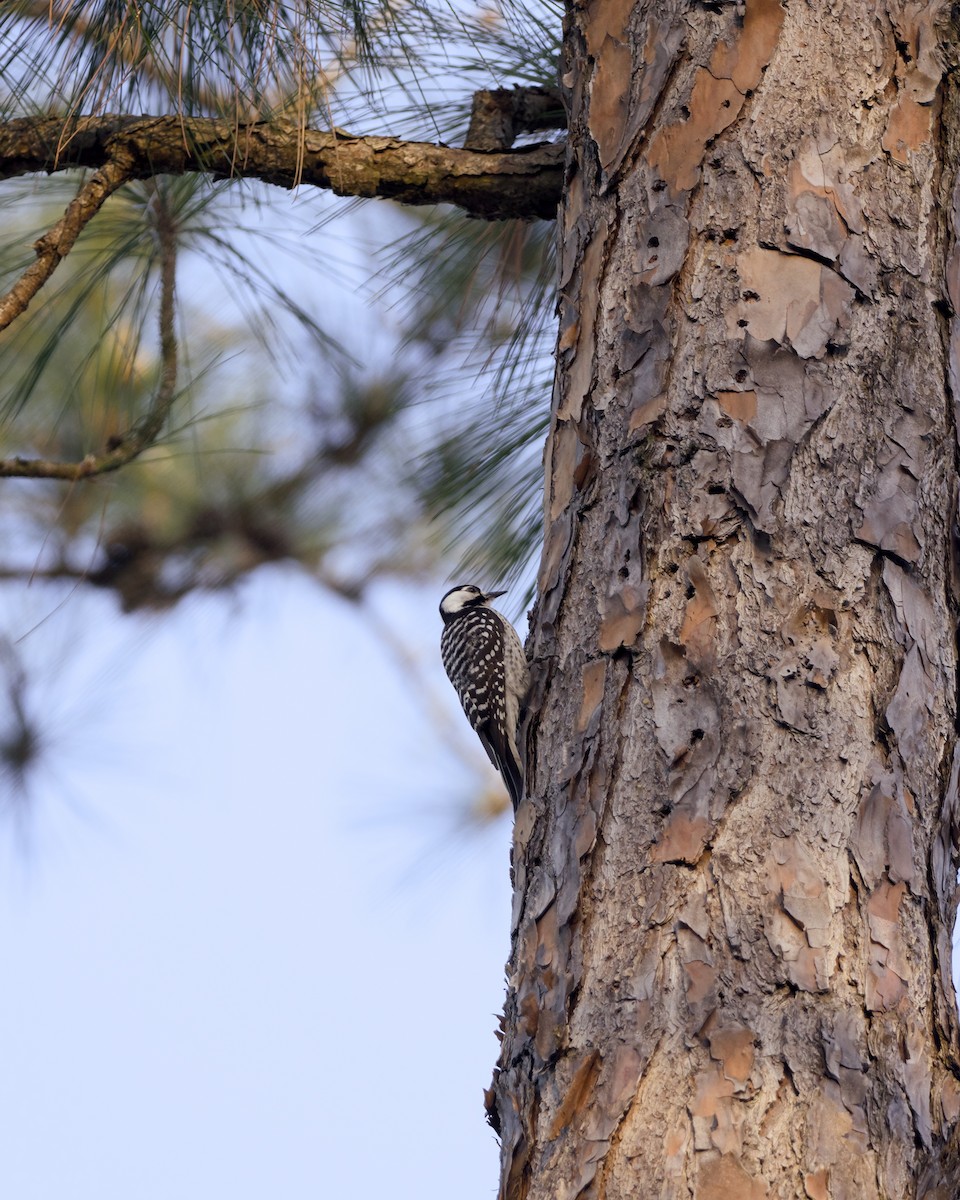Дятел флоридський - ML652779143