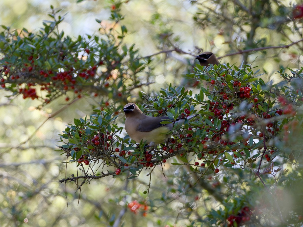 Омелюх американський - ML652779168