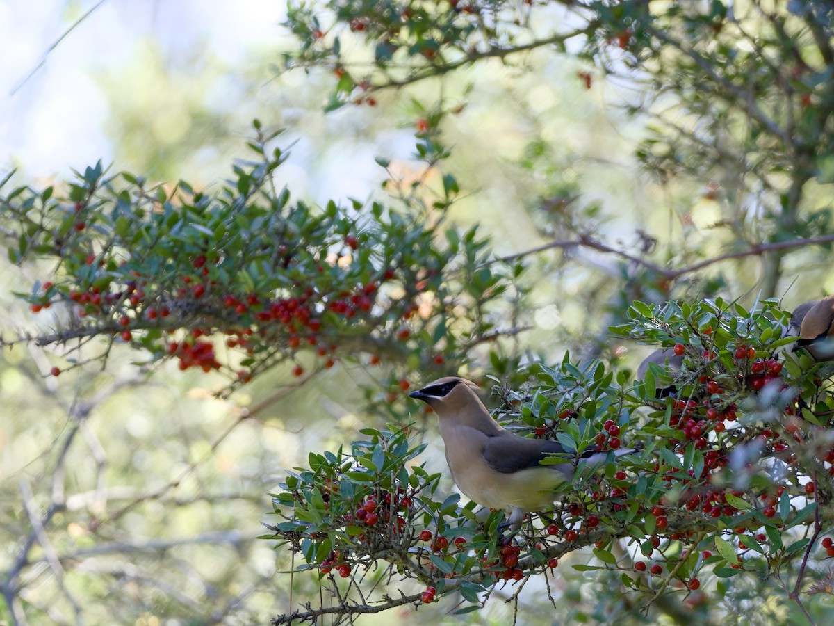 Омелюх американський - ML652779169
