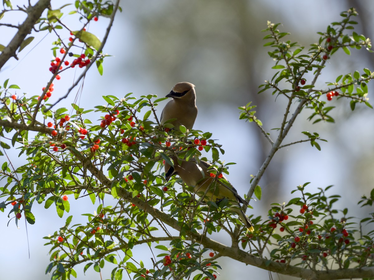 Омелюх американський - ML652779170