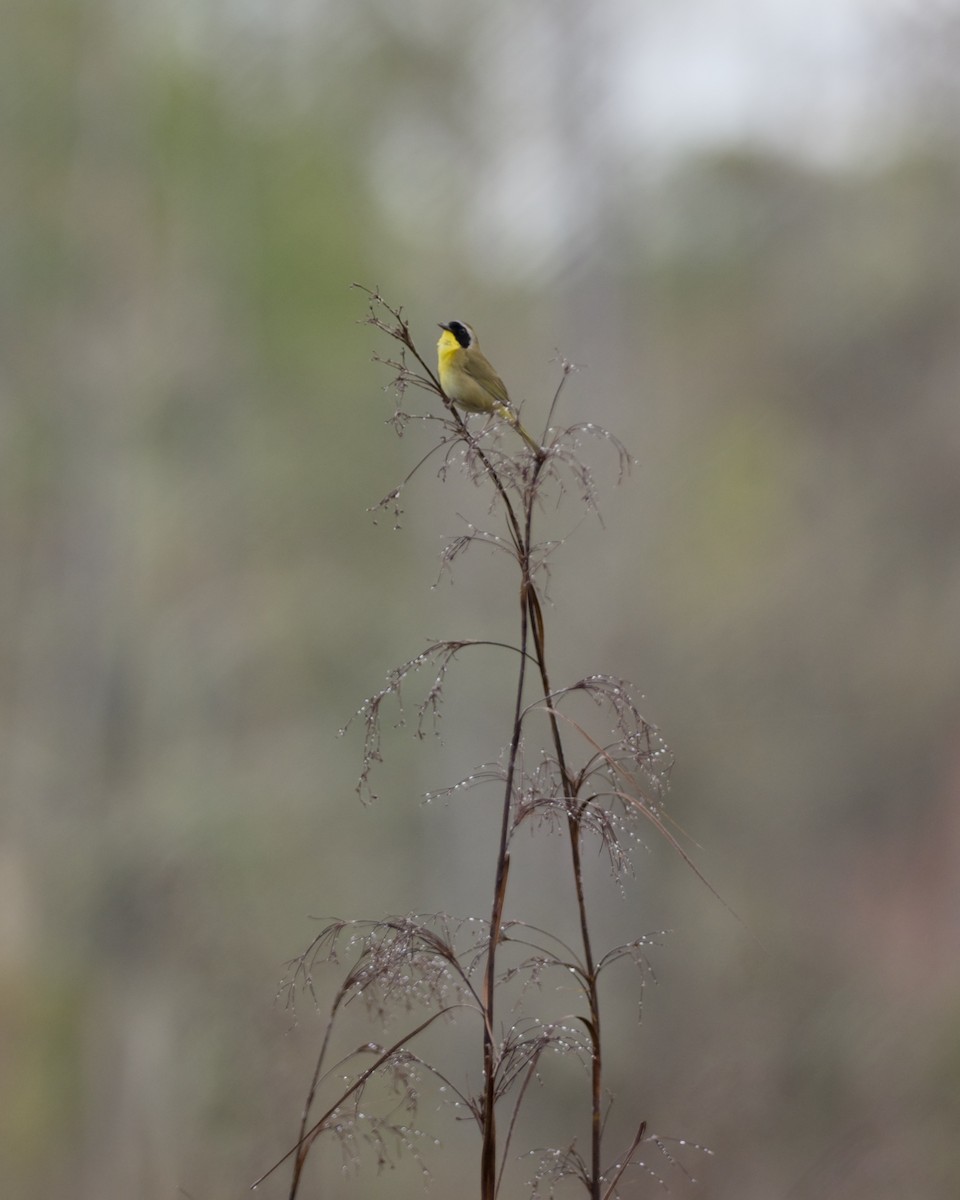 Жовтогорлик північний - ML652779184