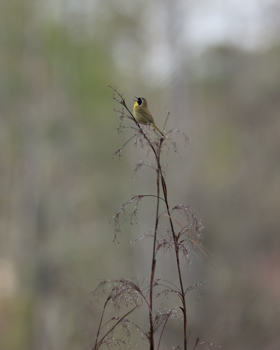 Жовтогорлик північний - ML652779185