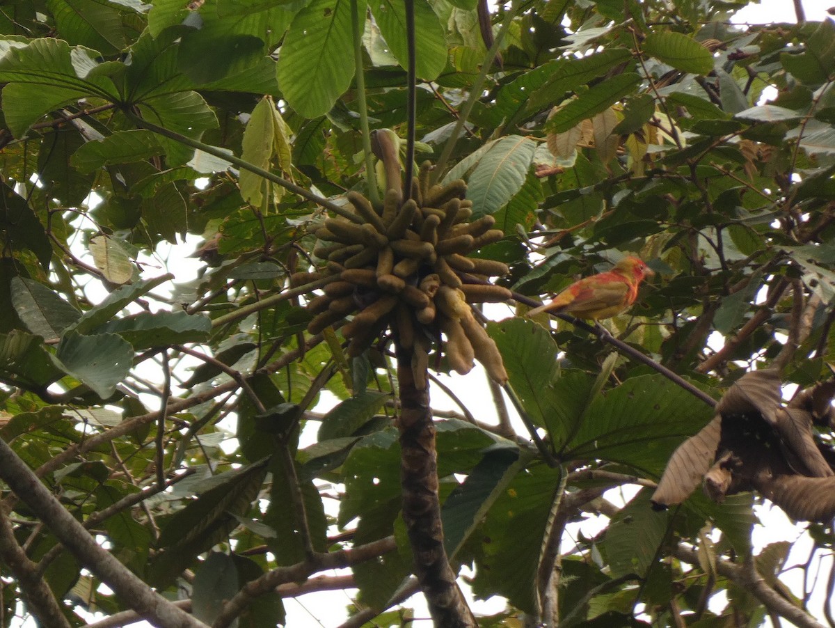 Kırmızı Piranga - ML652779187