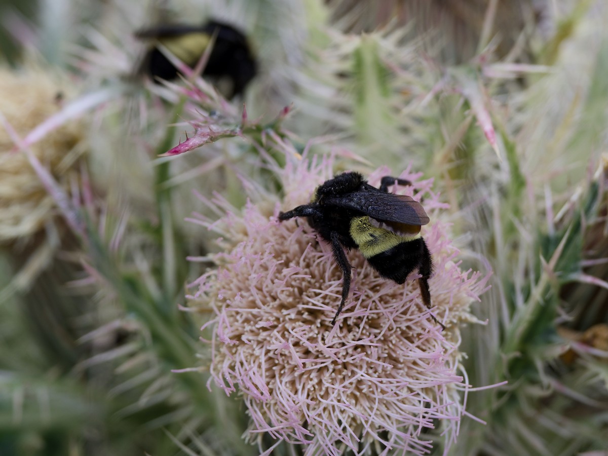 American Bumble Bee - ML652779208