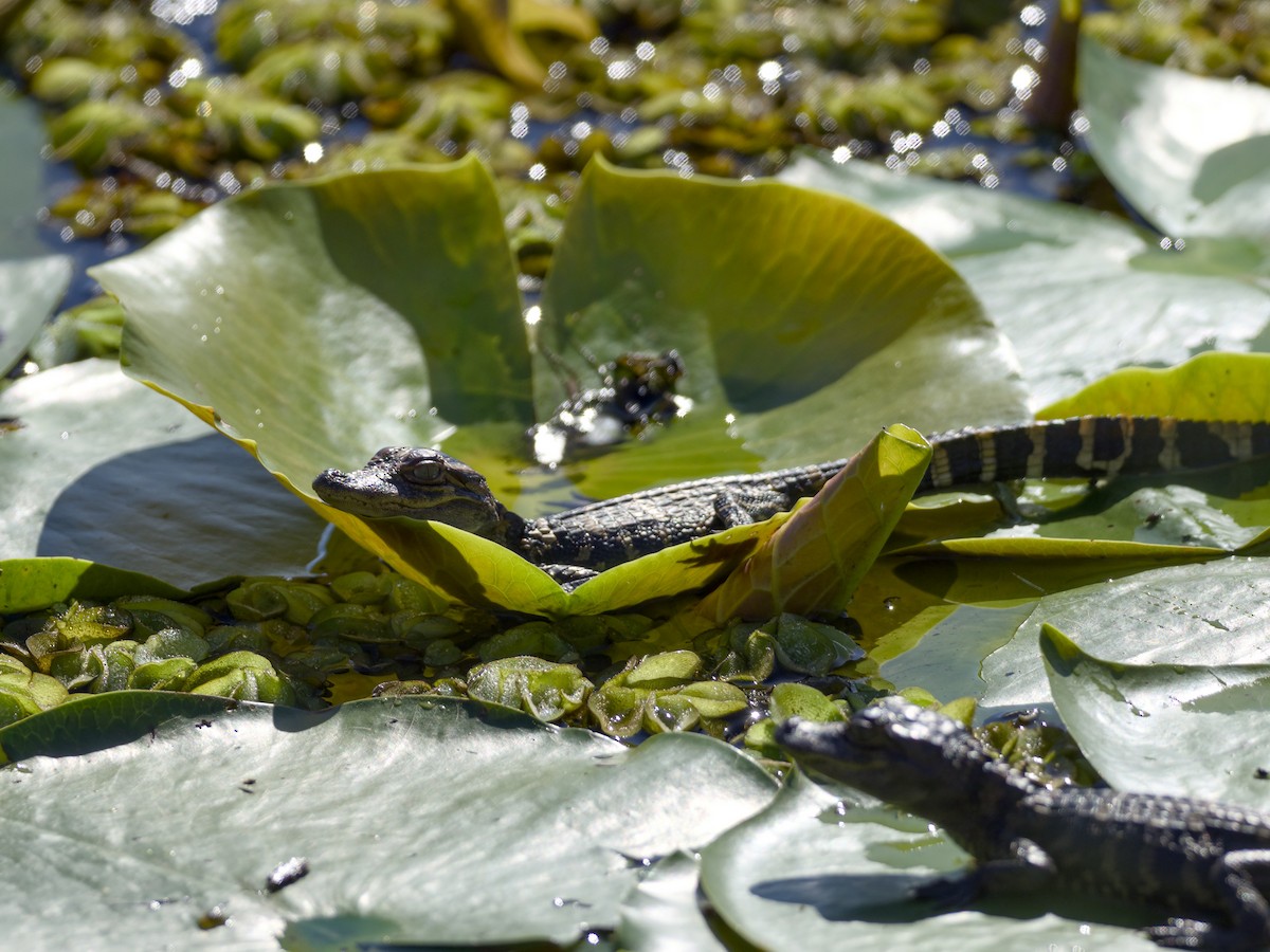 American Alligator - ML652779209