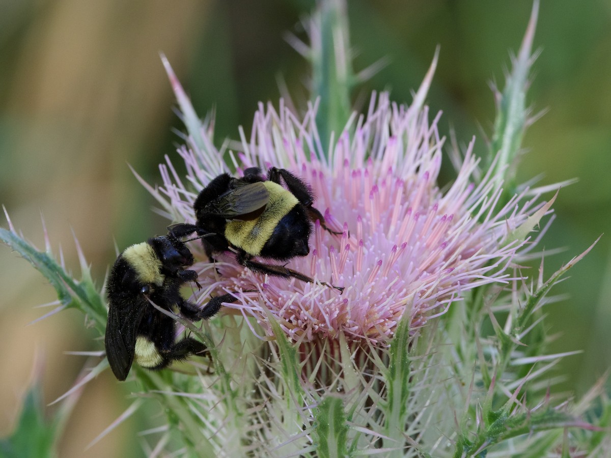 American Bumble Bee - ML652779211