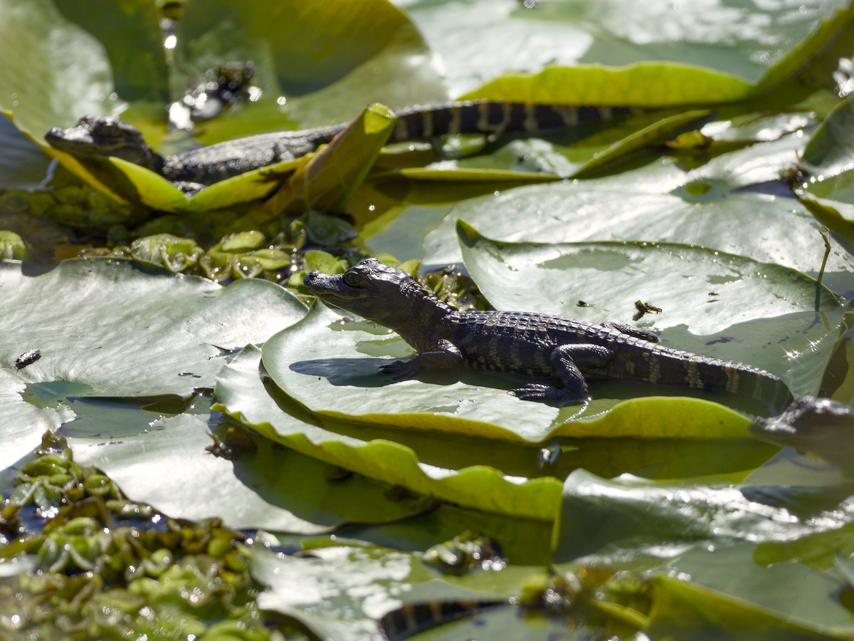 American Alligator - ML652779212