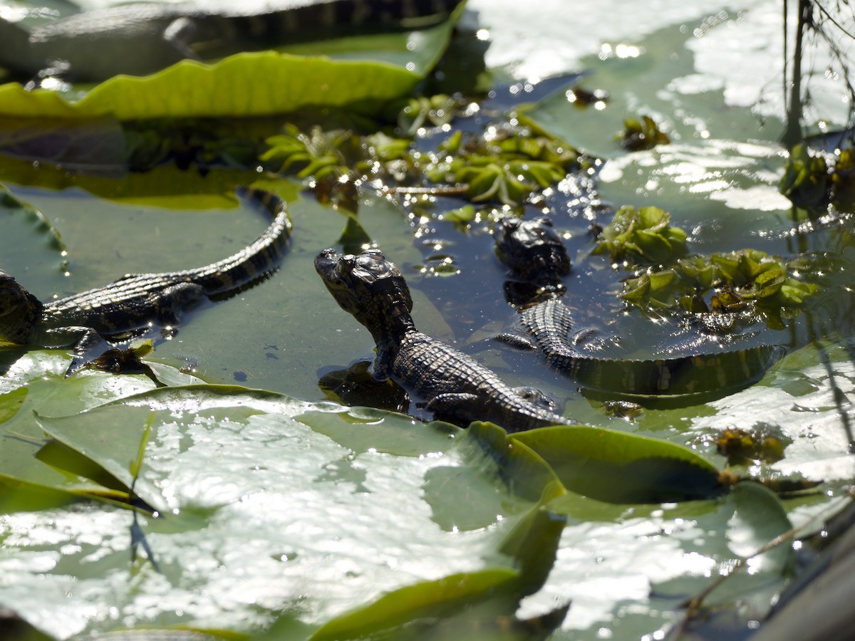 American Alligator - ML652779213