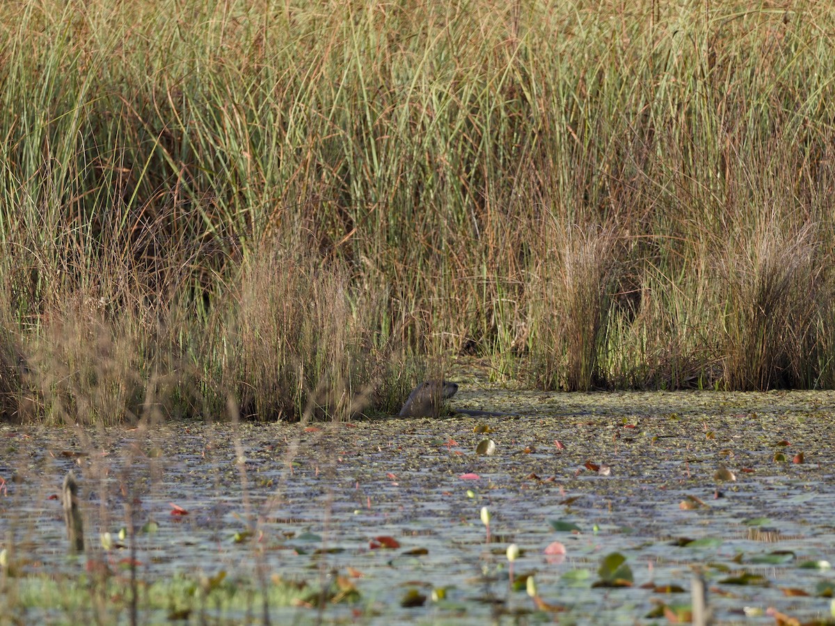 North American River Otter - ML652779214