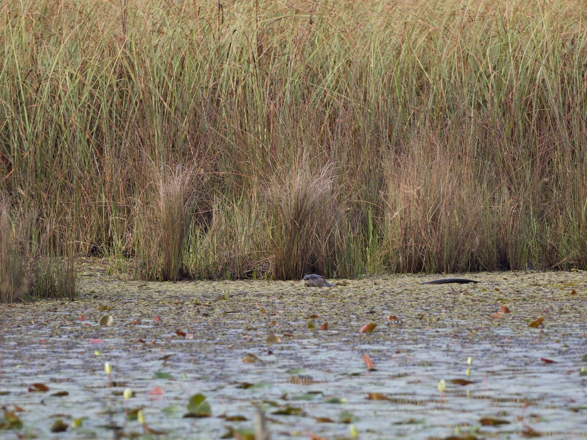 North American River Otter - ML652779215