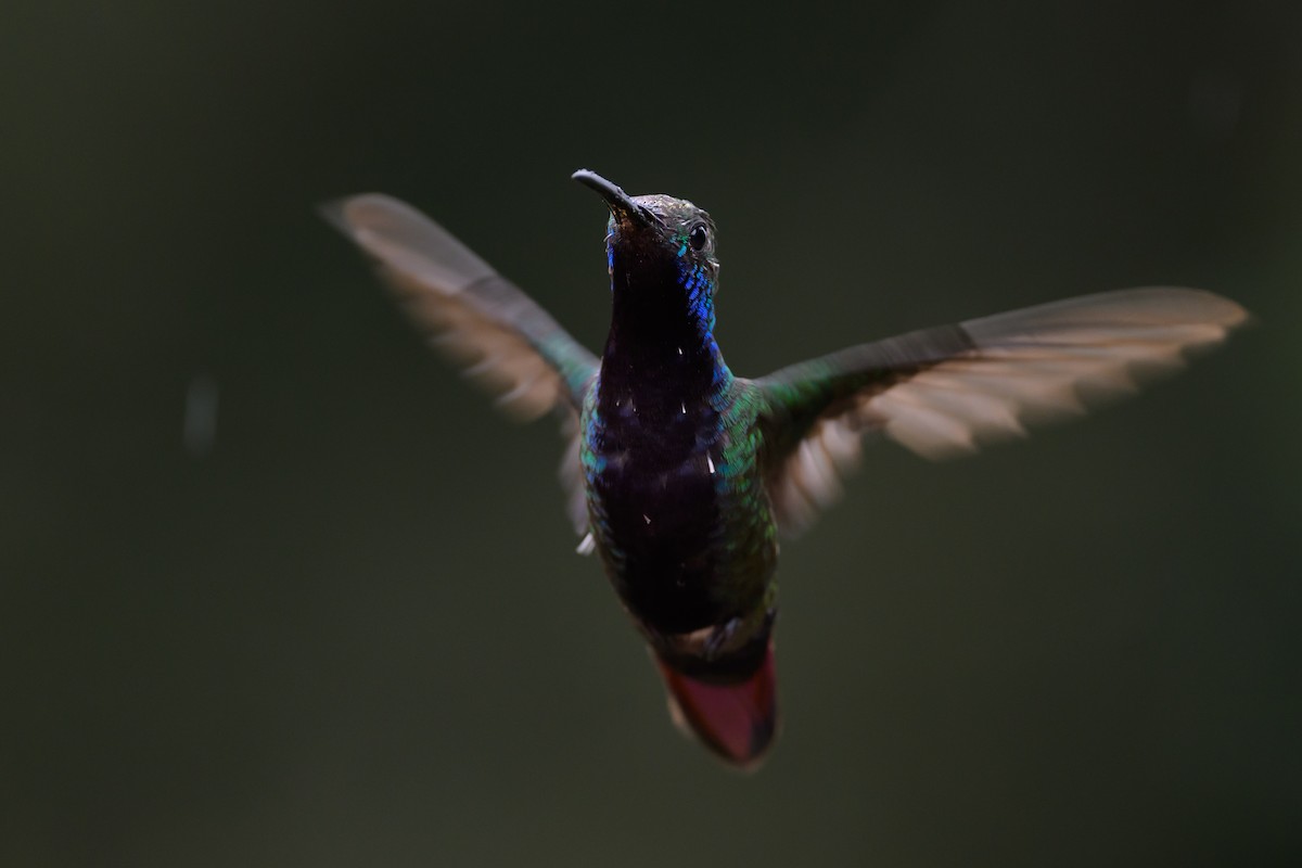 Kara Gerdanlı Mango - ML652779283