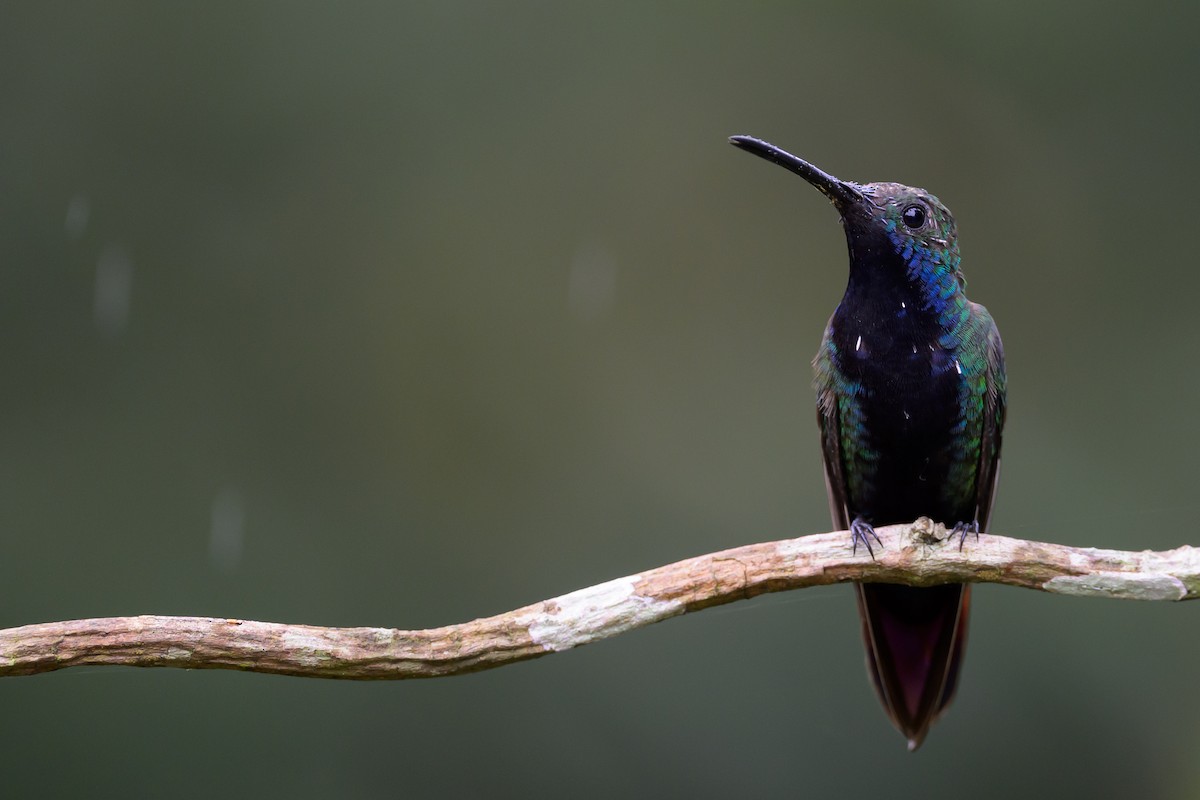 Kara Gerdanlı Mango - ML652779285