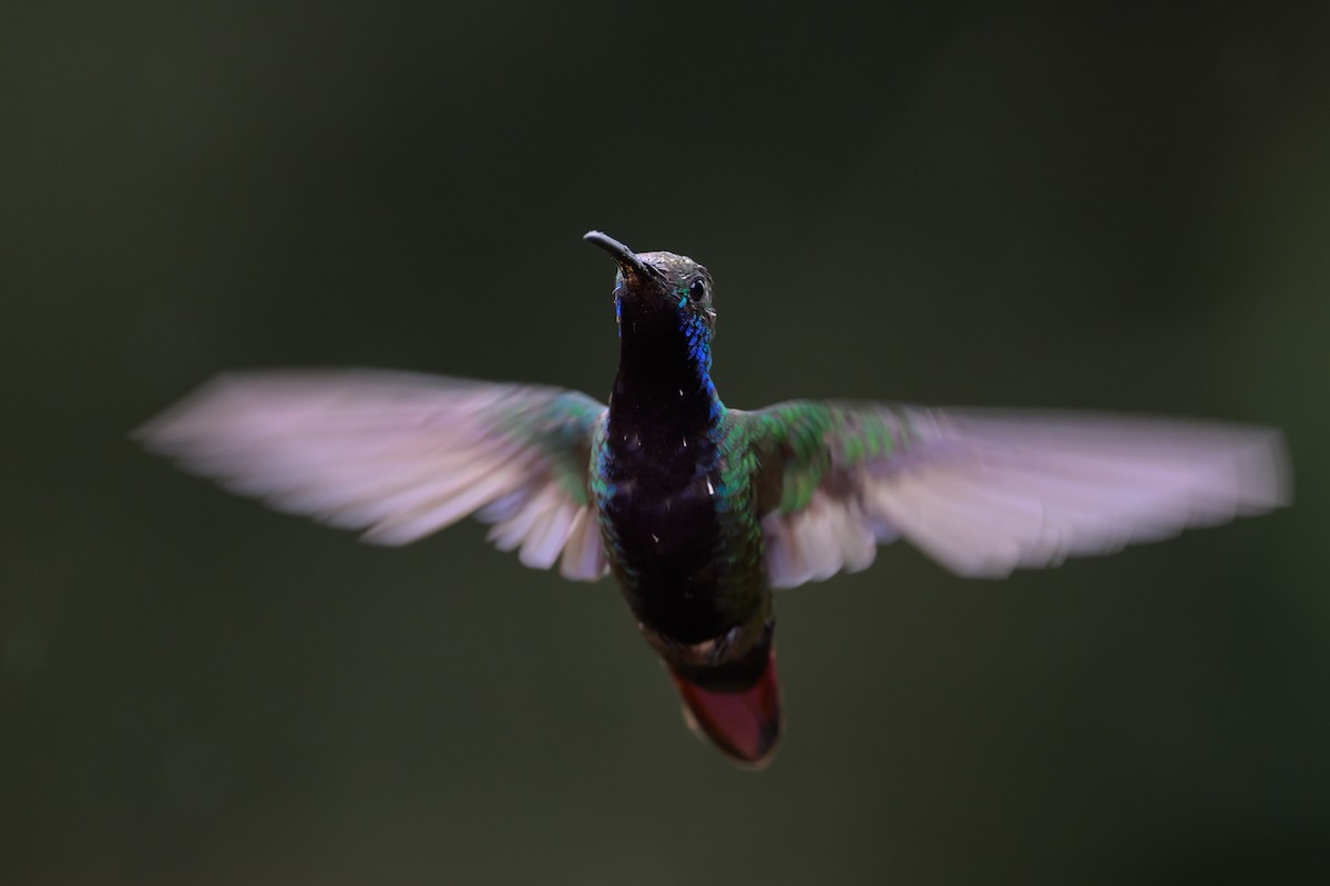 Kara Gerdanlı Mango - ML652779287