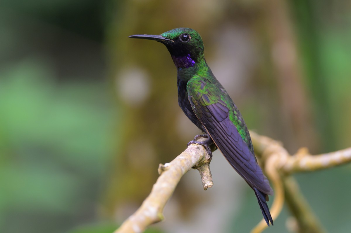 Kara Karınlı Pırıltı - ML652779359