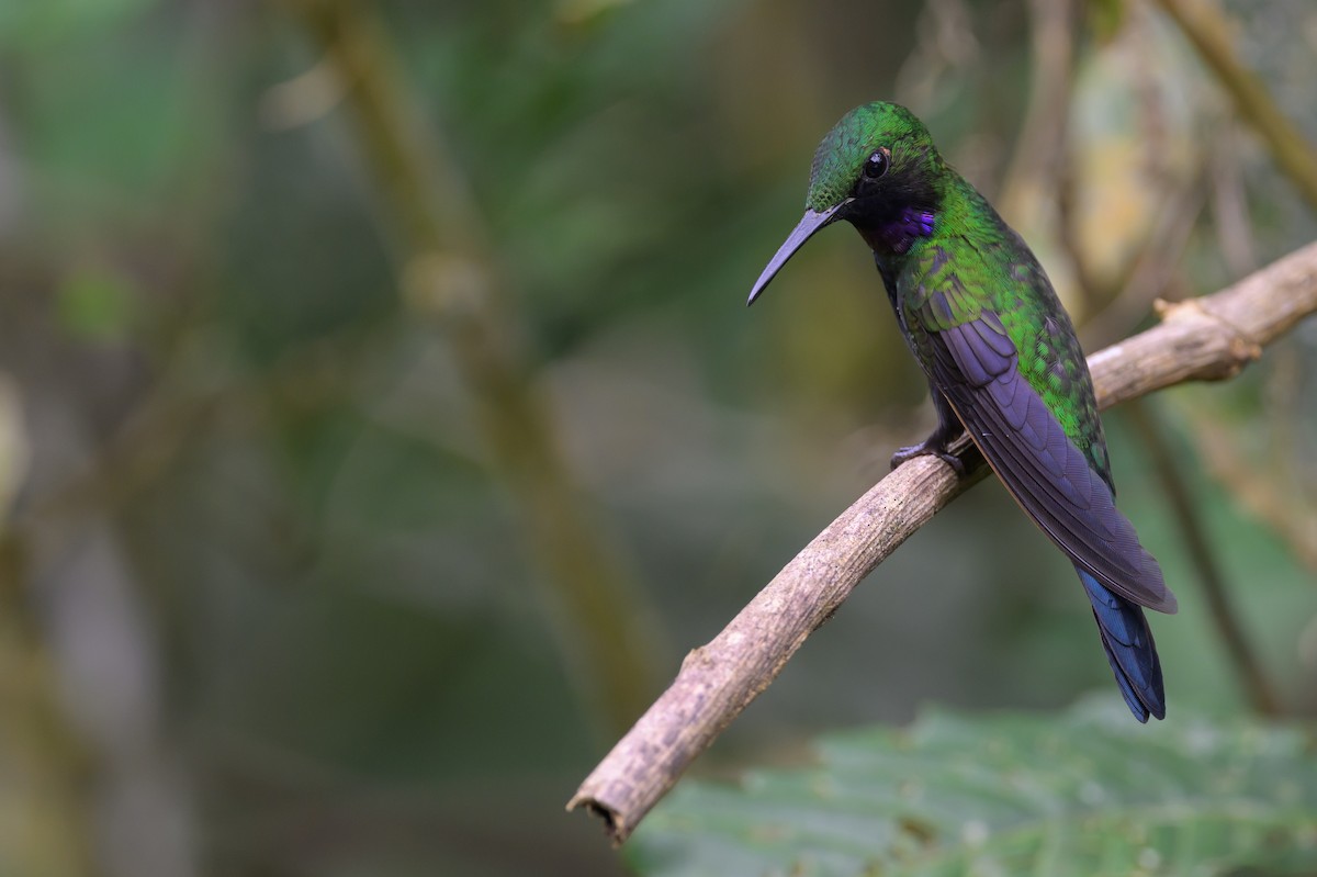 Kara Karınlı Pırıltı - ML652779360