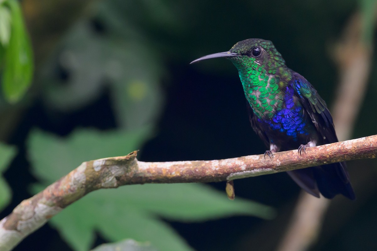 Çatal Kuyruklu Ormanperisi - ML652779394