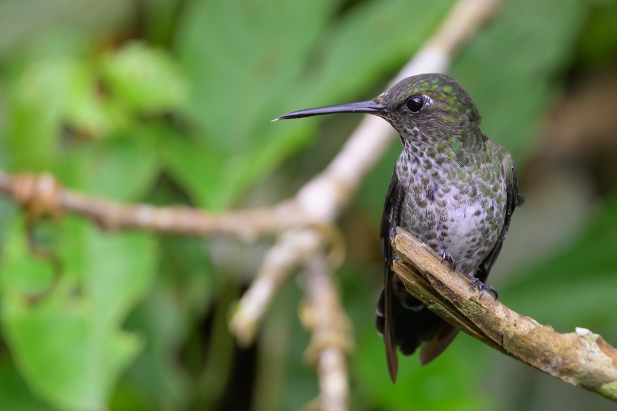 Damlalı Kolibri - ML652779419