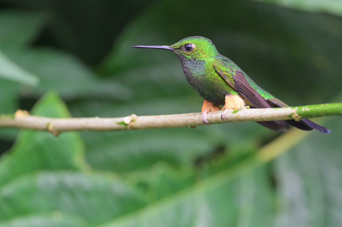 Peru Raketkuyruğu - ML652779427