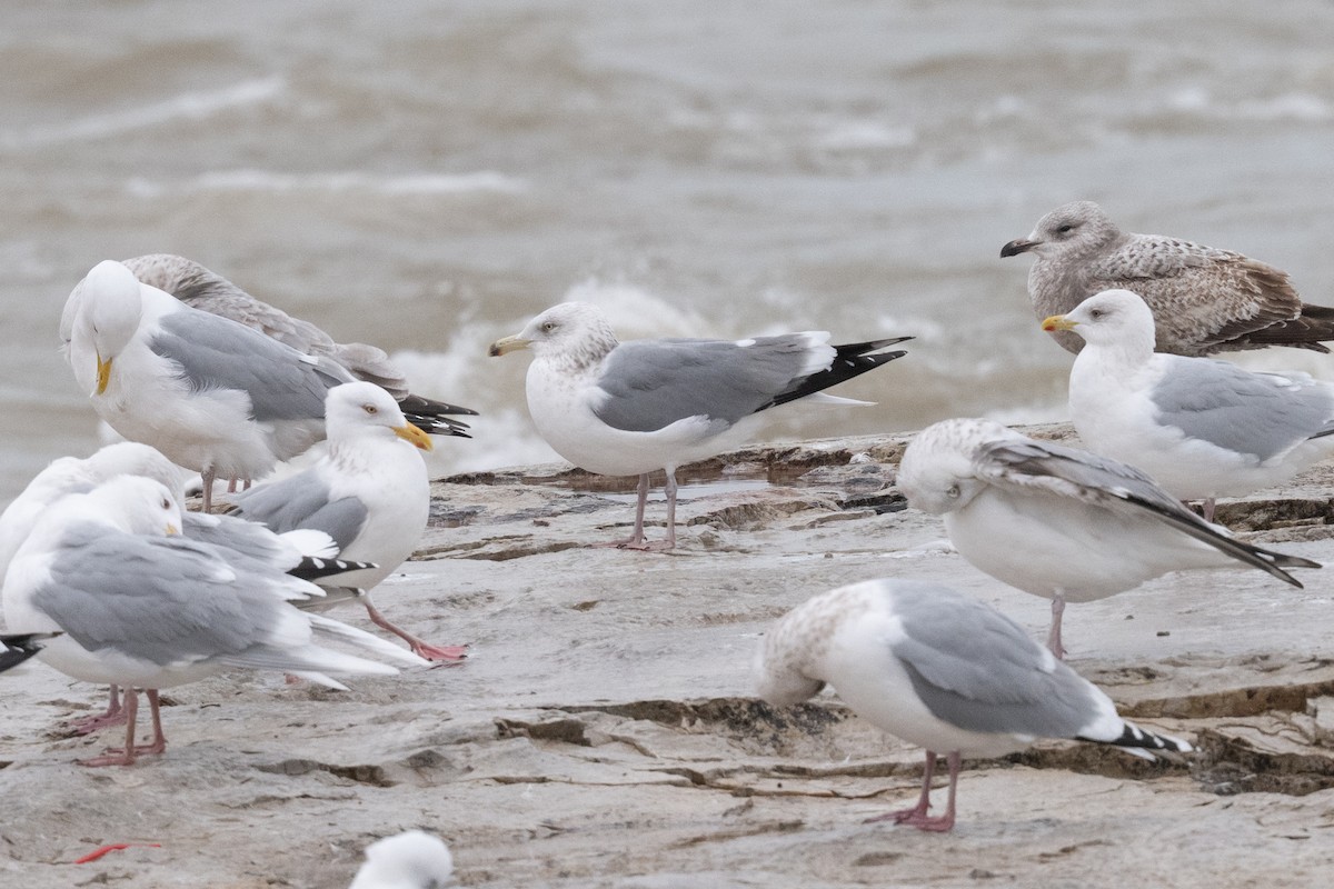 tanımsız Larinae sp. - ML652779441